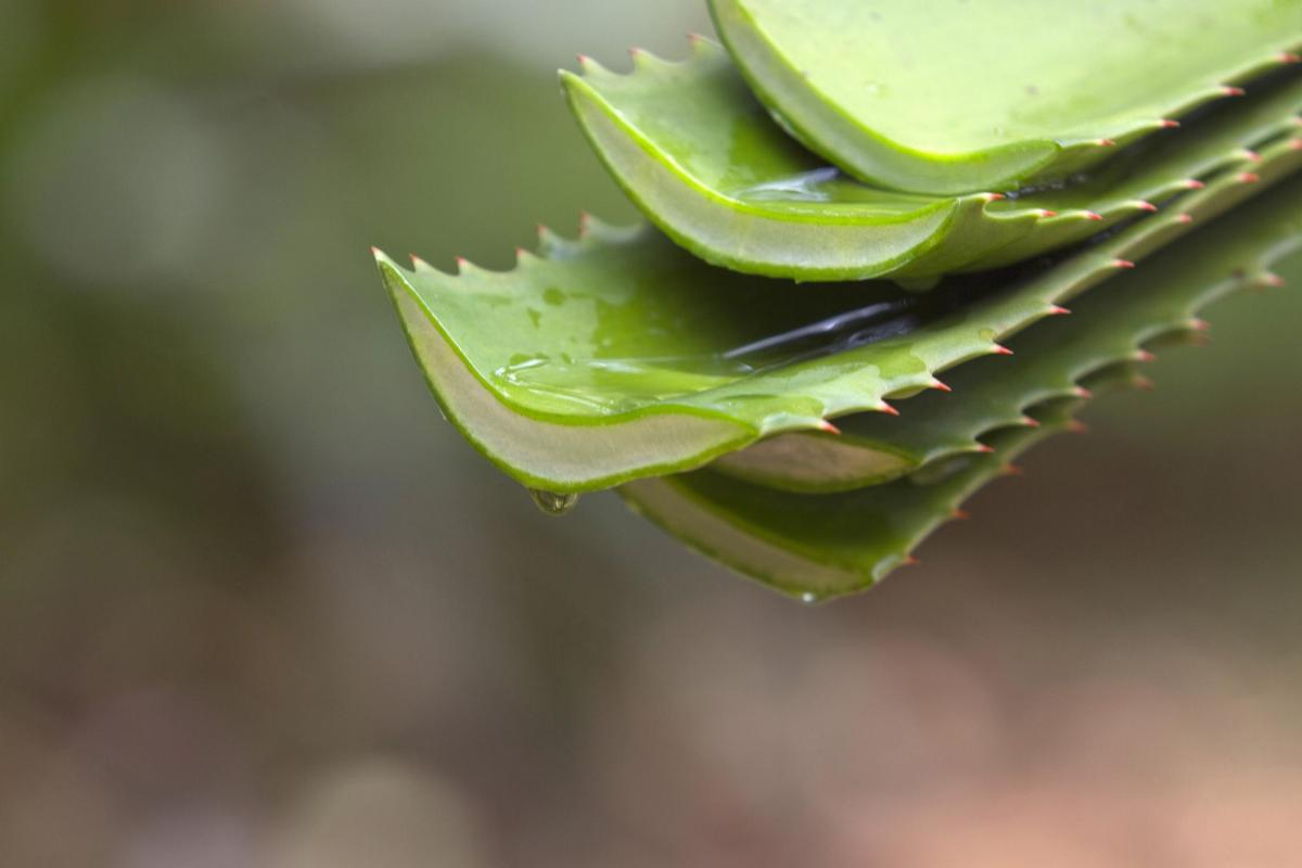Comment couper l'aloe vera ?