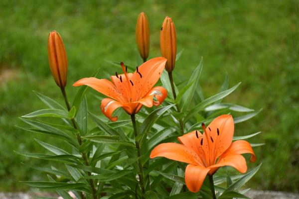 Types de lys - Lilium bulbiferum