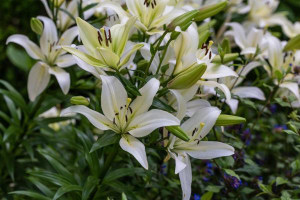 Types de lys - Lis blanc (Lilium candidum)