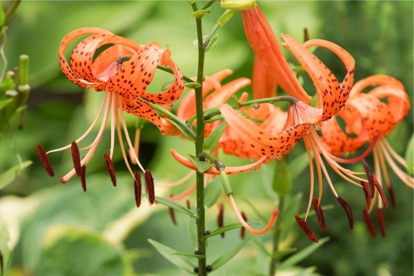 Types de lys - Lis tigré (Lilium lancifolium)