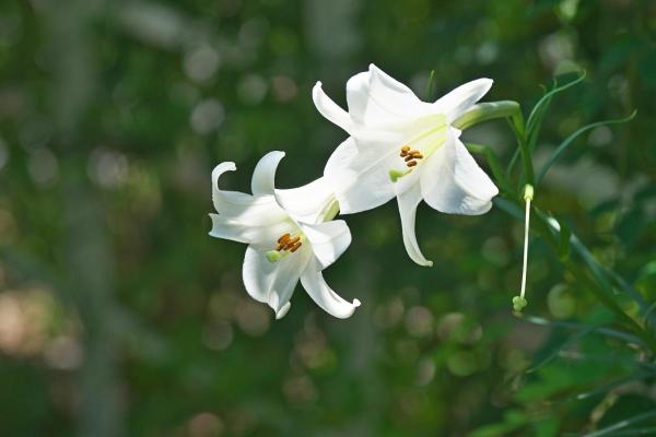 Types de lys - Lys de Pâques (Lilium longiflorum)