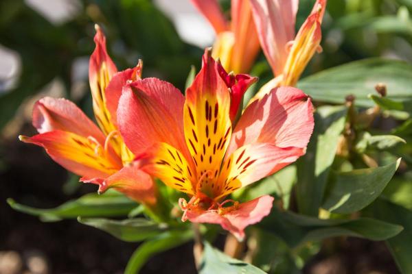 Types de lys - Lys des Incas (Alstroemeria aurantiaca)