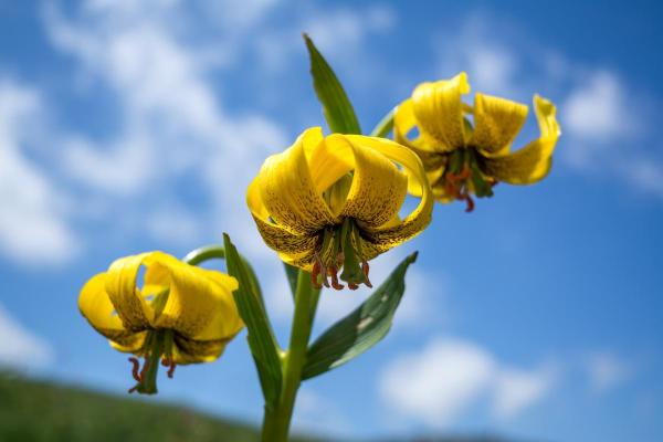 Types de lys - Lys des Pyrénées (Lilium pyrenaicum)