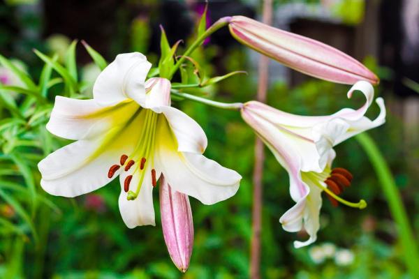 Bulbes De Lys Rustiques - Lot De 6 Rhizomes De Lilium - Faciles à Planter Au Jardin - Résistants Au Froid (jusqu'à -40°C)