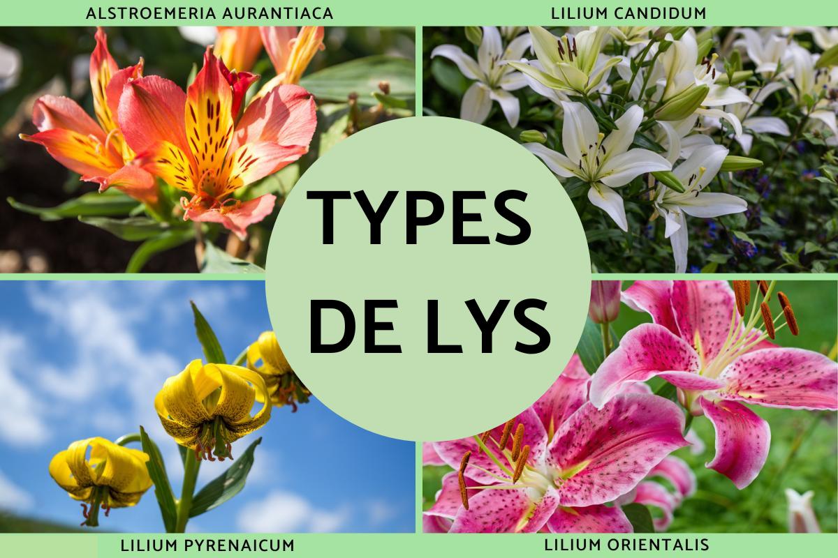 Types de lys