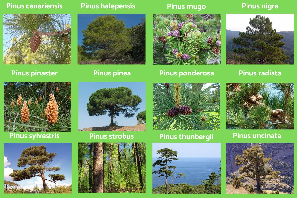 Types de pins