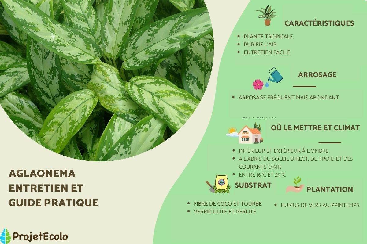 Aglaonema : entretien