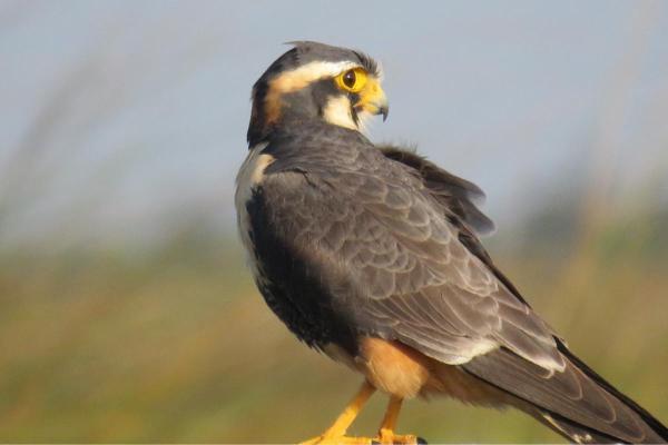 Types de faucons - Faucon aplomado (Falco femoralis)