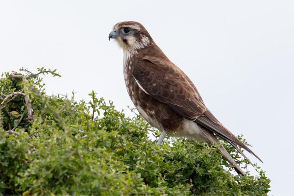 Types de faucons - Faucon bérigora (Falco berigora)