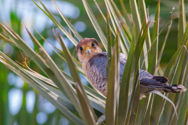 Types de faucons - Faucon chicquera (Falco chicquera)