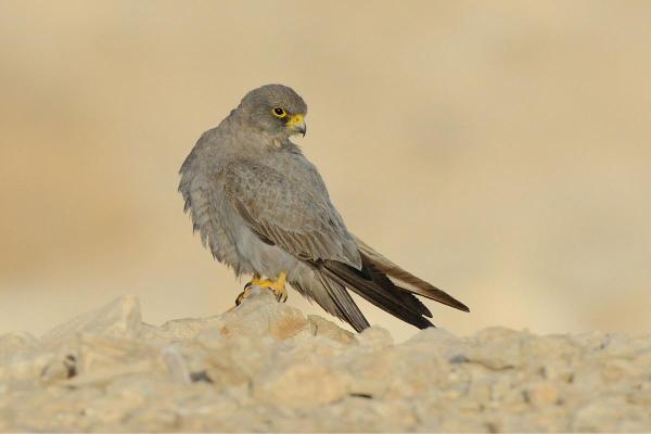 Types de faucons - Faucon concolore (Falco concolor)