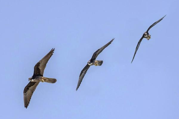Types de faucons - Faucon d'Éléonore (Falco eleonorae)
