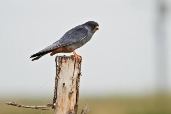 Types de faucons - Faucon de l'Amour (Falco amurensis)