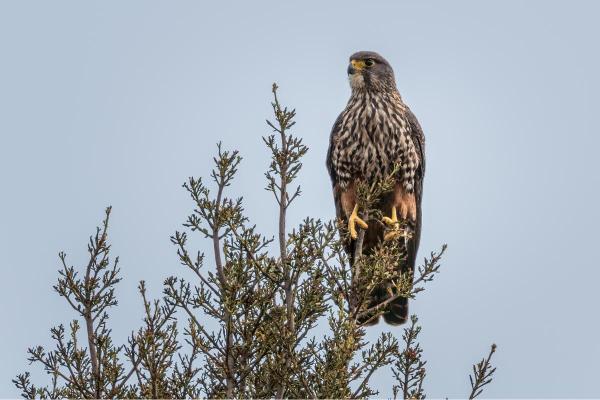 Types de faucons - Faucon de Nouvelle-Zélande (Falco novaeseelandiae)