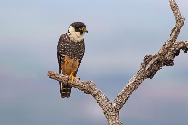 Types de faucons - Faucon des chauves-souris (Falco rufigularis)