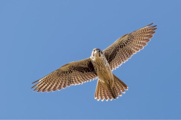 Types de faucons - Faucon des prairies (Falco mexicanus)