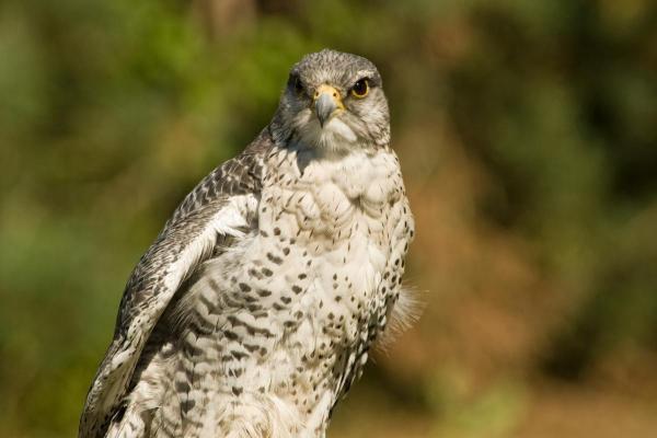 Types de faucons - Faucon gerfaut (Falco rusticolus)