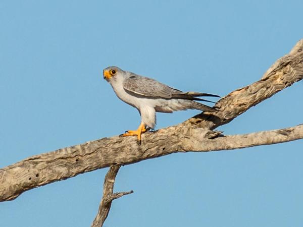 Types de faucons - Faucon gris (Falco hypoleucos)