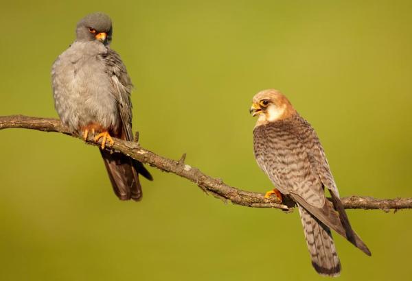 Types de faucons - Faucon kobez (Falco vespertinus)