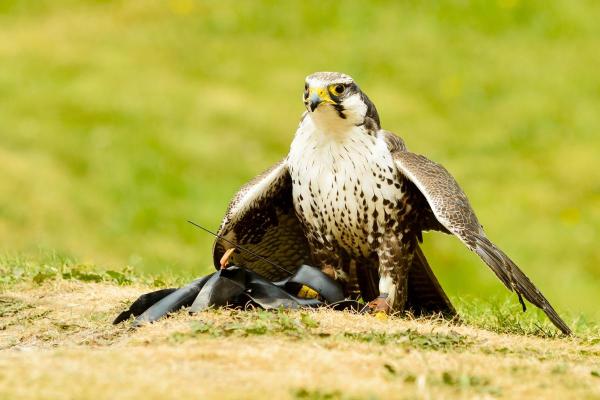 Types de faucons - Faucon laggar (Falco jugger)