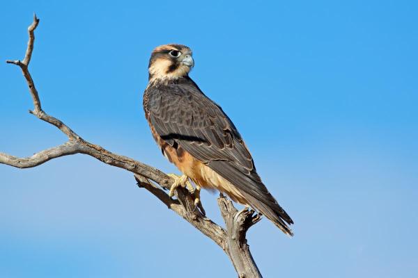 Types de faucons - Faucon lanier (Falco biarmicus)