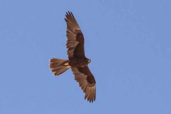 Types de faucons - Faucon noir (Falco subniger)