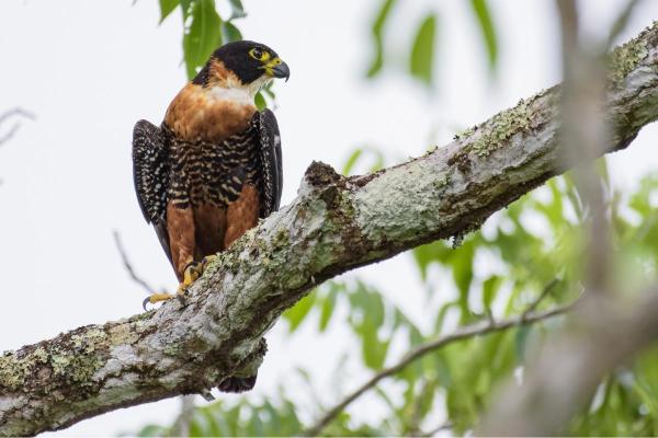 Types de faucons - Faucon orangé (Falco deiroleucus)