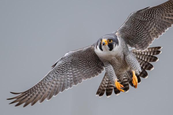 Types de faucons - Faucon pèlerin (Falco peregrinus)