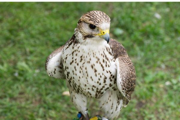 Types de faucons - Faucon sacre (Falco cherrug)