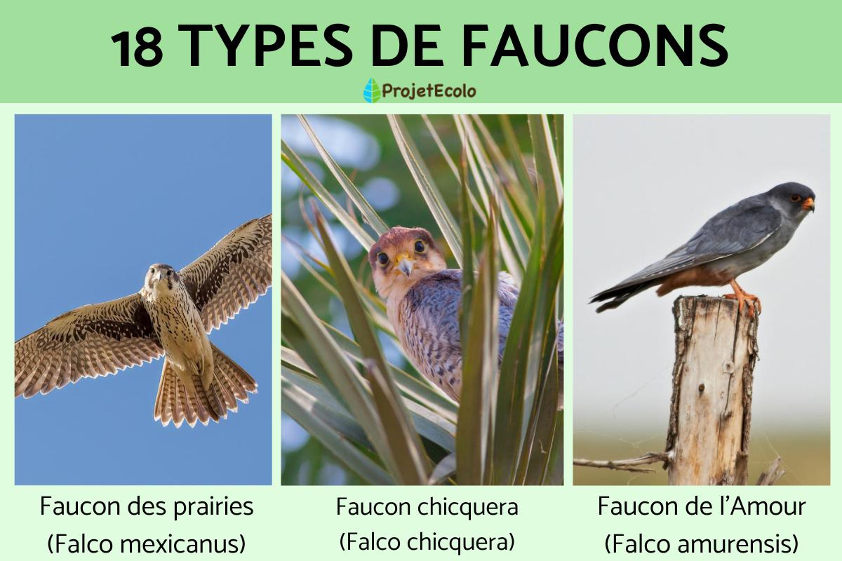 Types de faucons