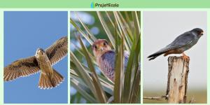 Types de faucons