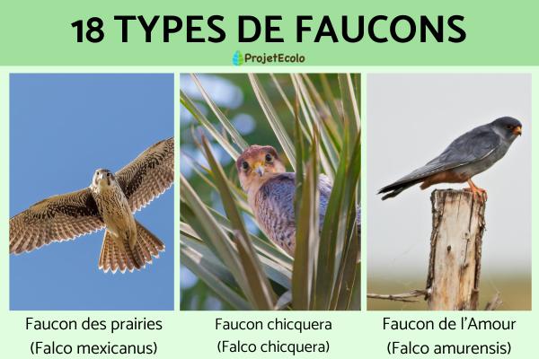Types de faucons