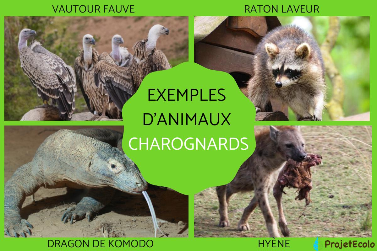 Animaux charognards - Définition et liste