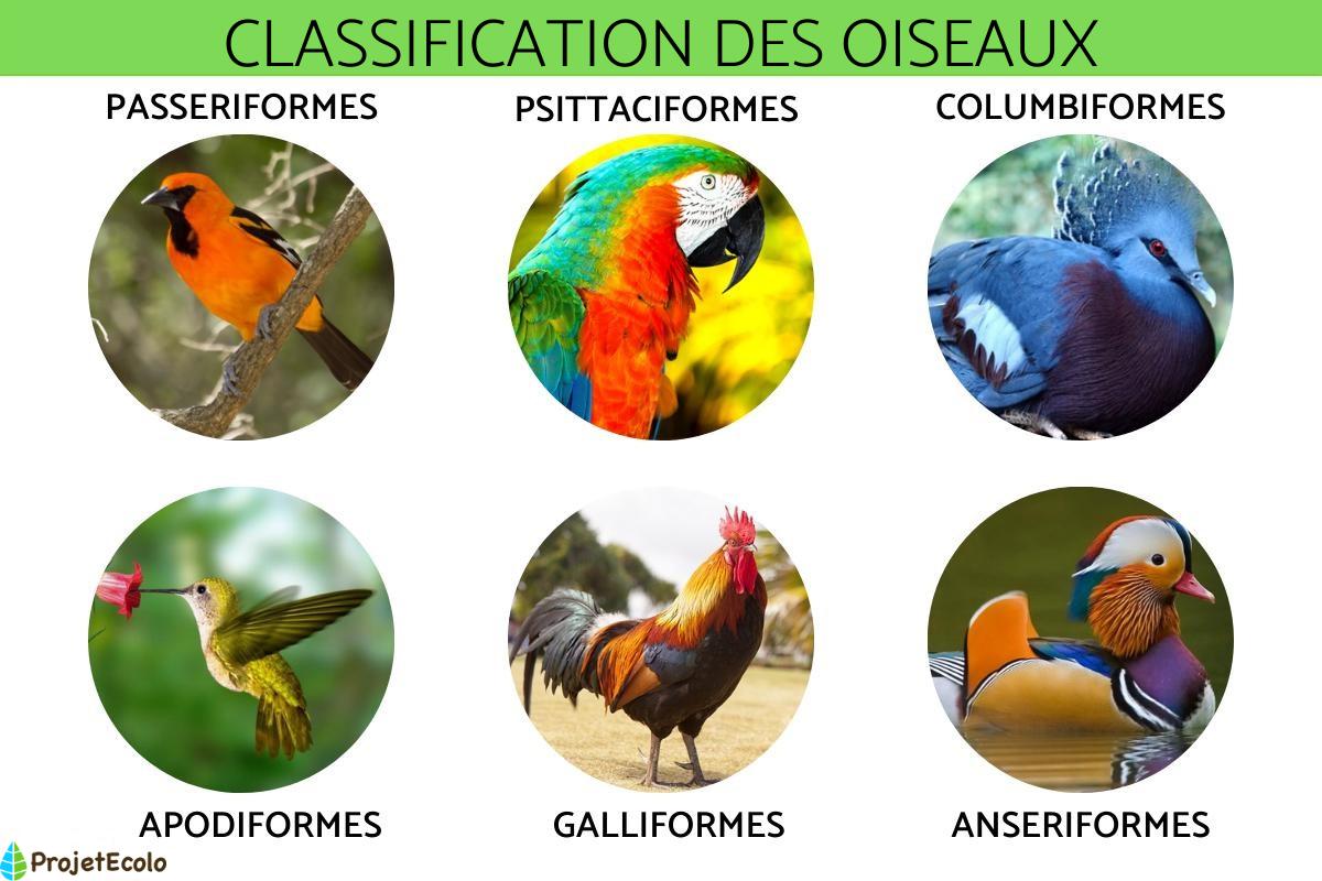 Classification des oiseaux - Définition et photos