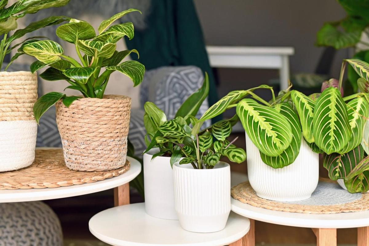 Plantes d'ombre