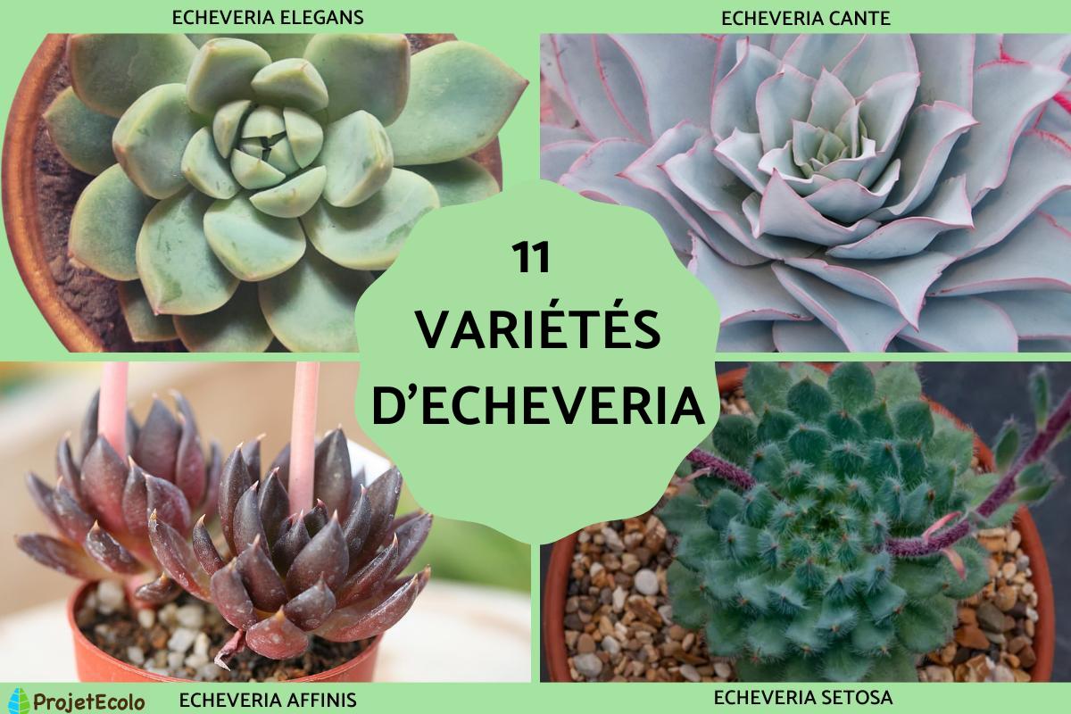 Variétés d'Echeveria