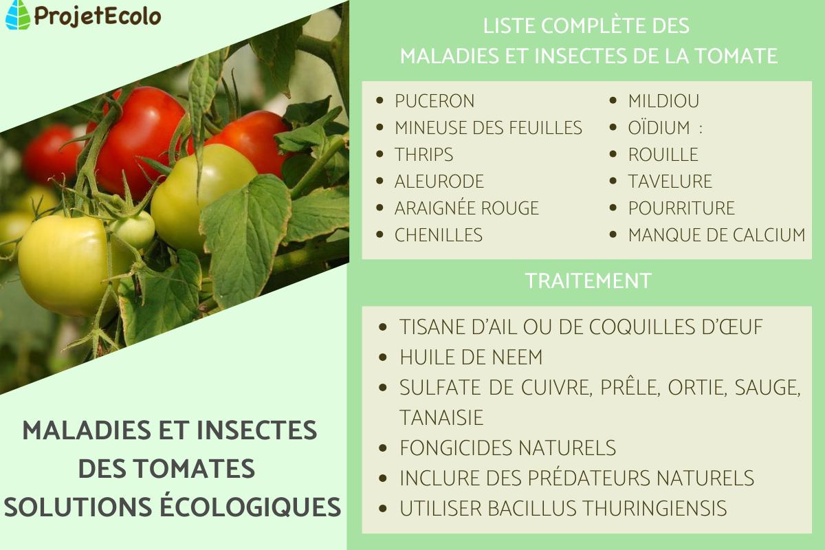 MALADIES et INSECTES des TOMATES : SOLUTIONS ÉCOLOGIQUES