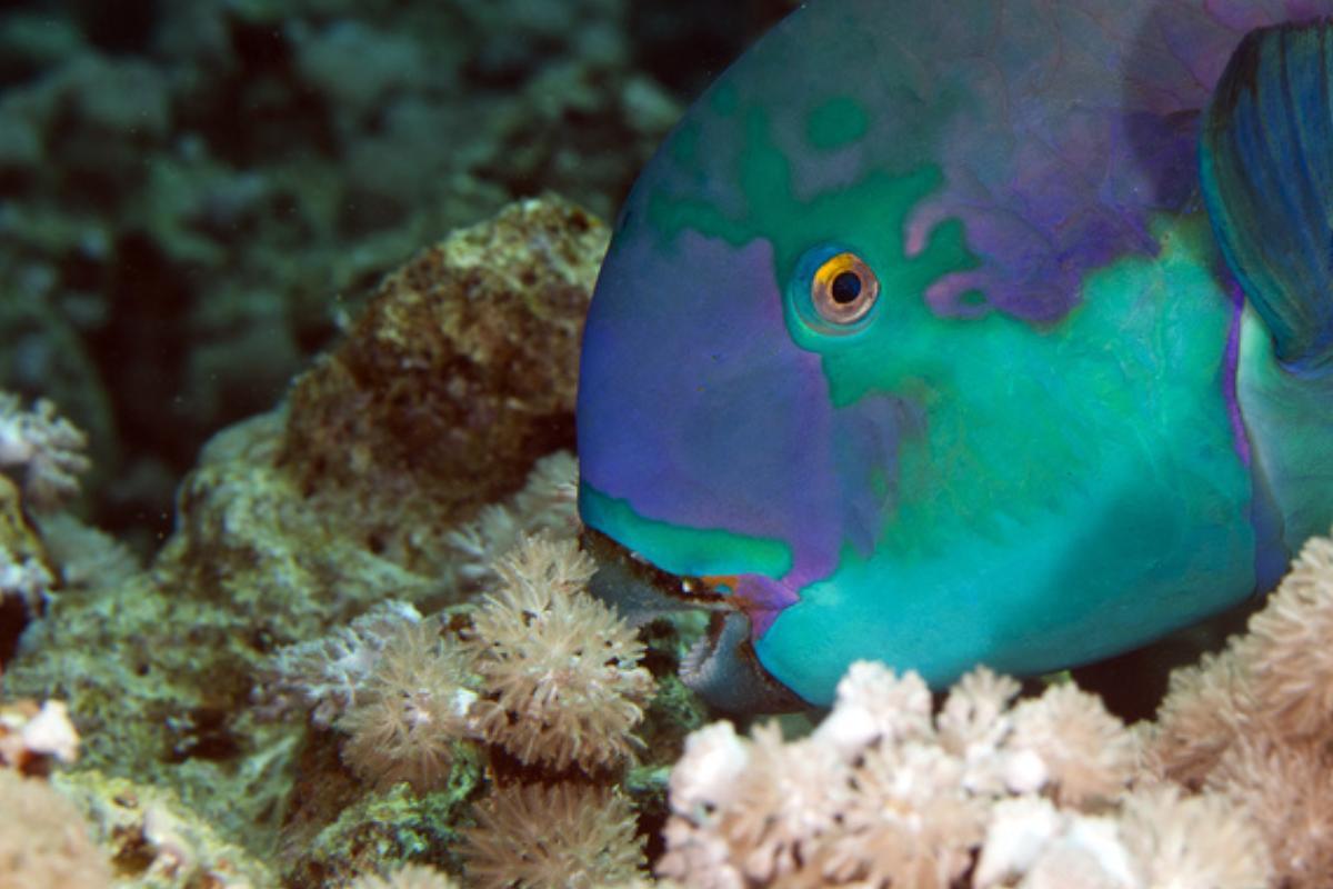 POISSONS-PERROQUETS : caractéristiques, habitat, alimentation, reproduction