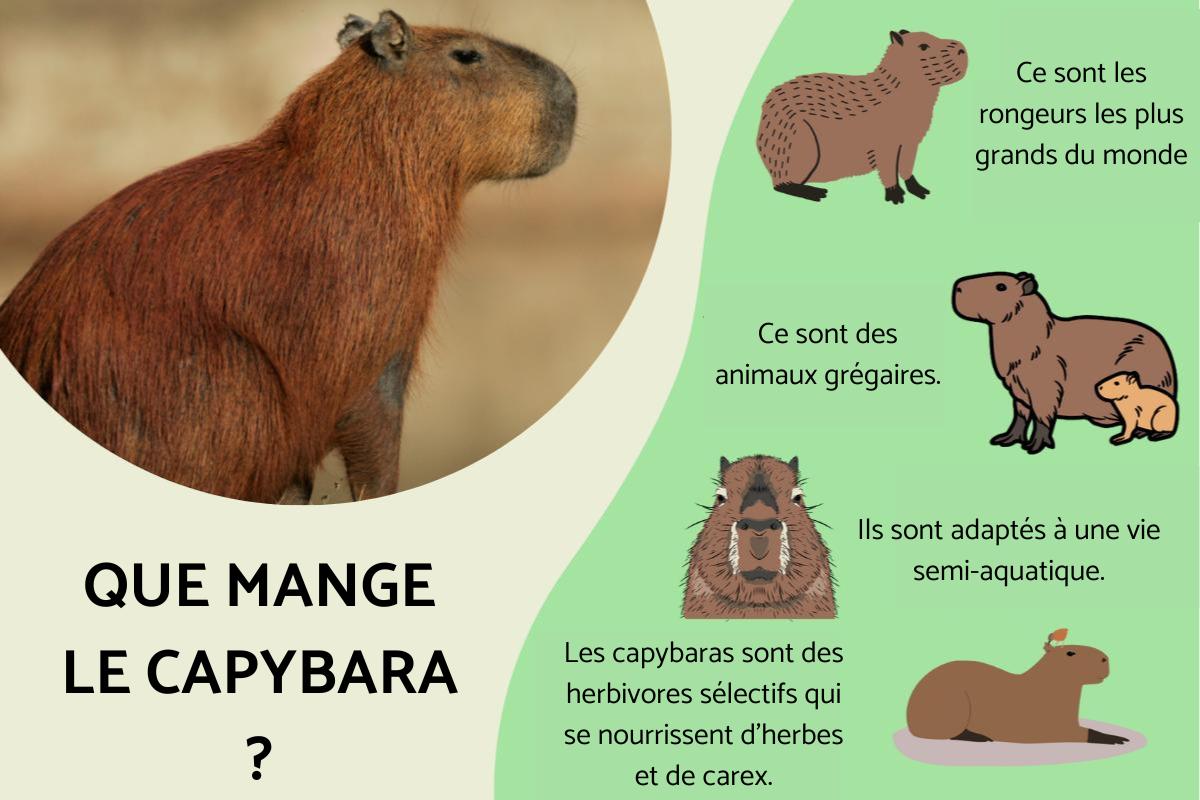 Que mange le capybara ?