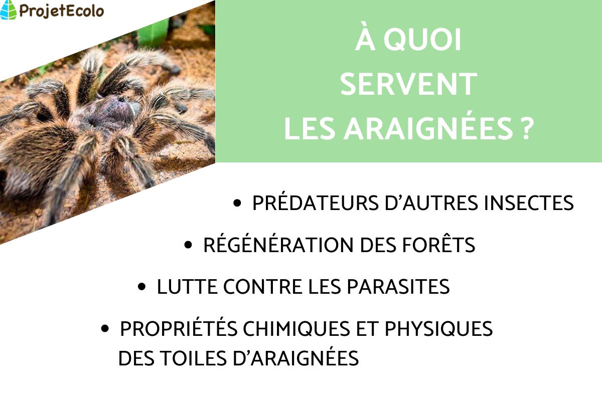 À quoi servent les araignées