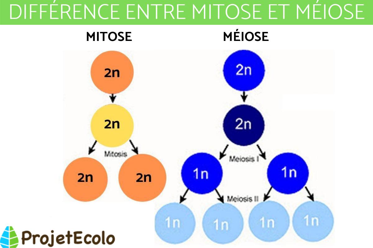 Différence entre méiose et mitose