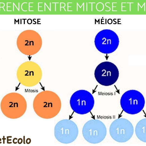 chromosomes en méiose