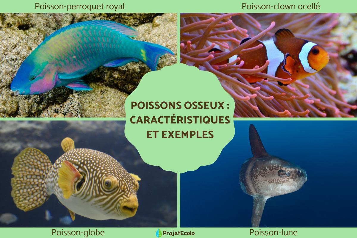 Poissons osseux : caractéristiques et exemples