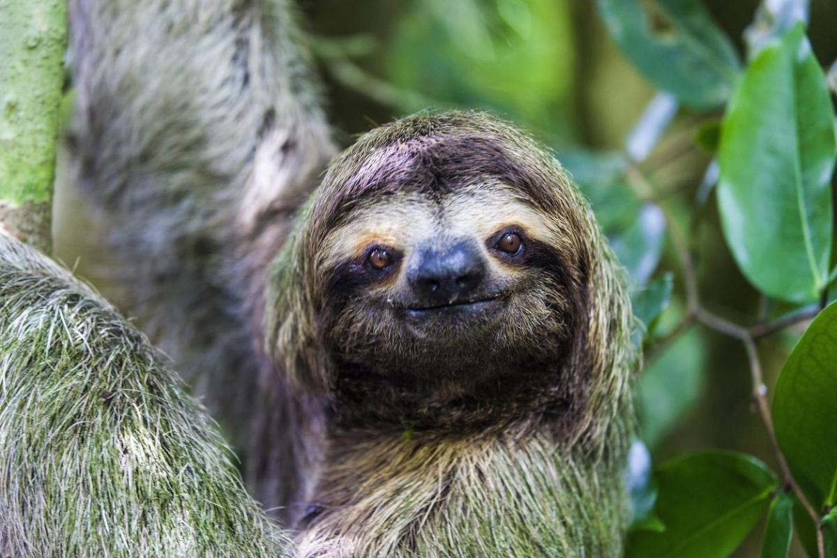 Le paresseux est-il un animal en voie de disparition ?