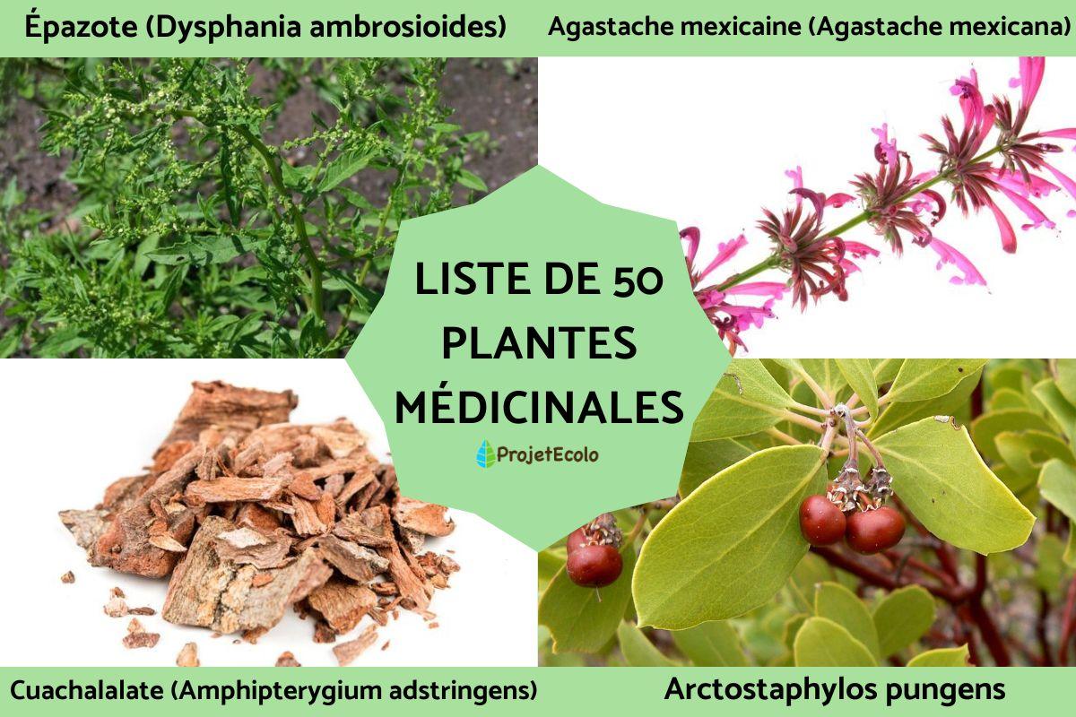 Liste de 50 plantes médicinales PLANTES DE A À Z — free download