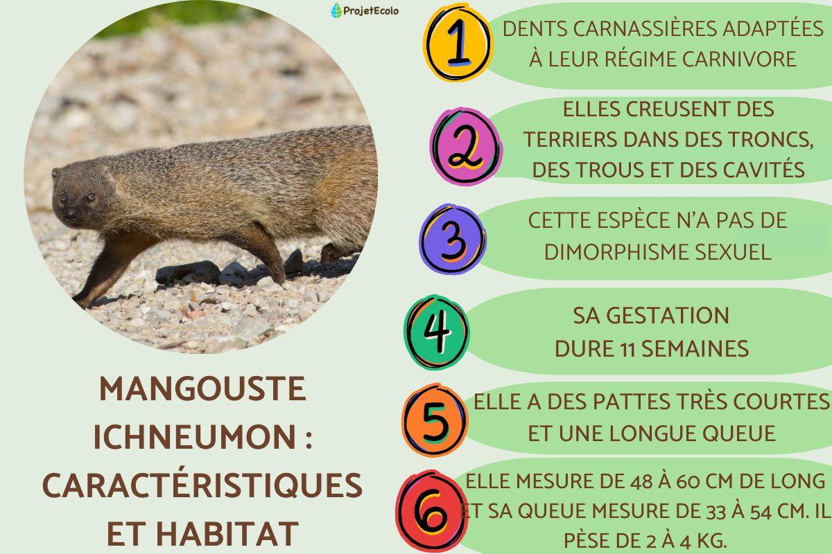 Mangouste ichneumon : caractéristiques et habitat