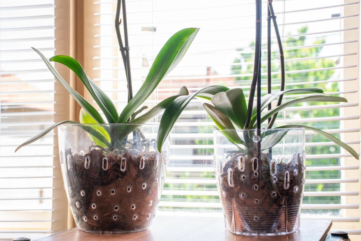 Pourquoi mon orchidée fait des feuilles mais ne fleurit pas ?