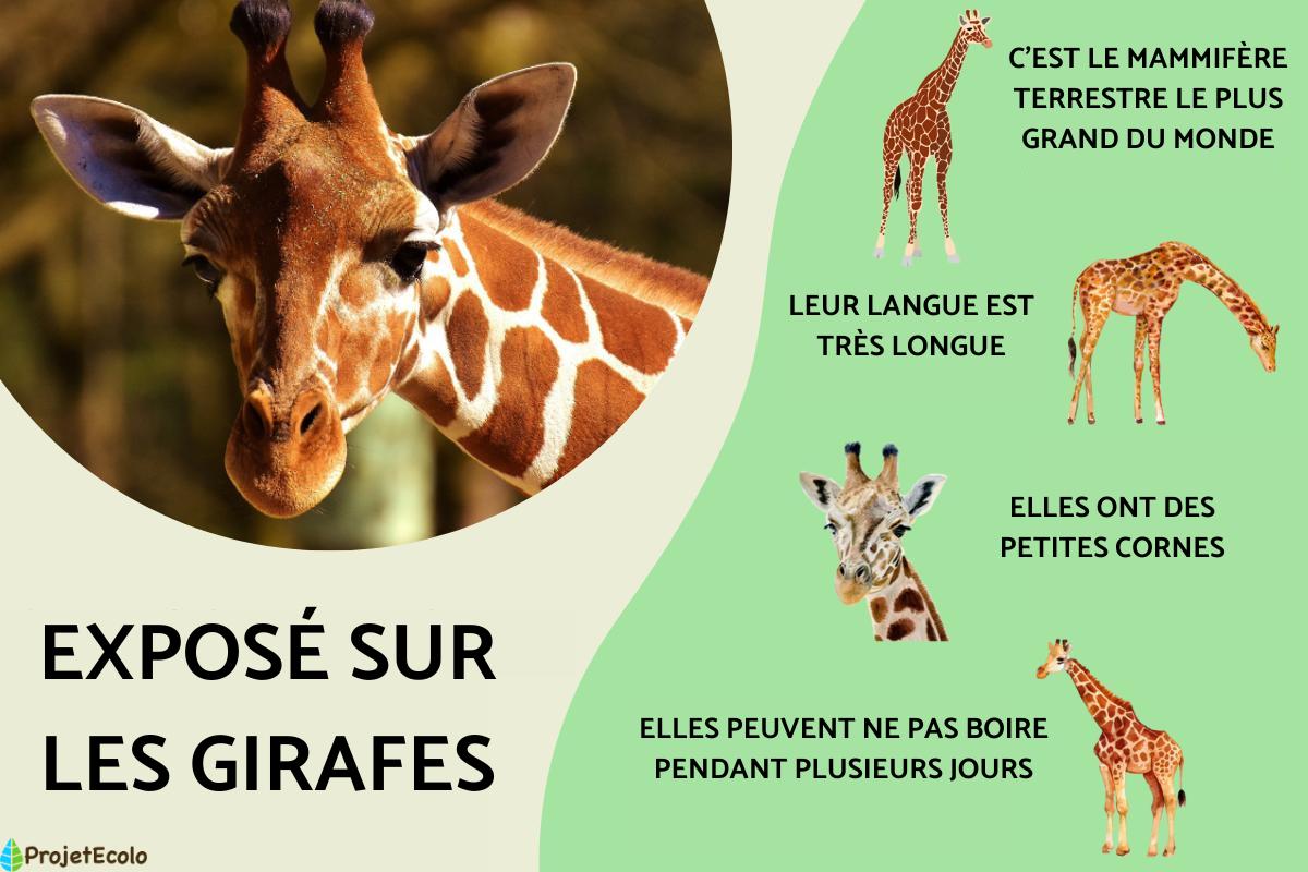 Exposé sur les girafes - 10 INFORMATIONS sur les GIRAFES, image size:1200x800