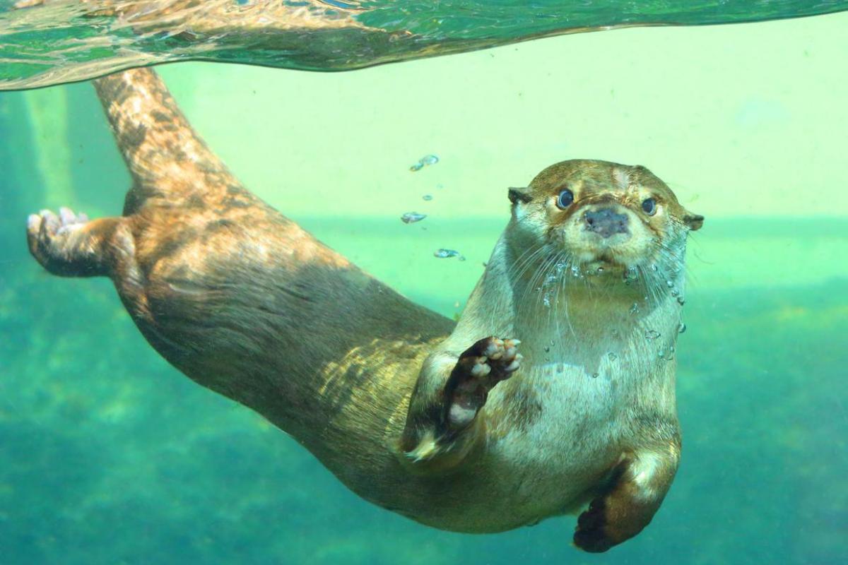 Peut-on avoir une loutre comme animal de compagnie ?