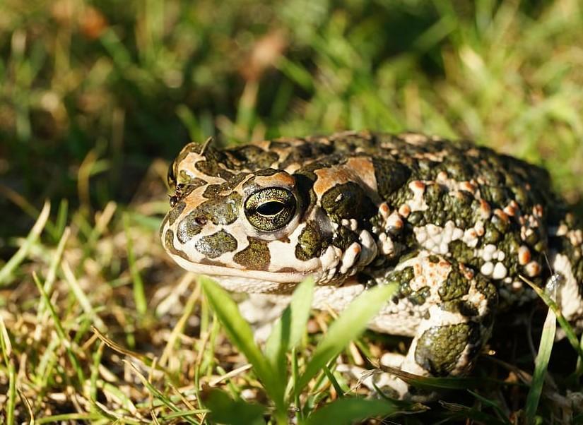 CRAPAUD VENIMEUX espèces et caractéristiques